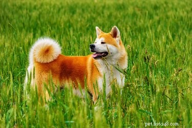 Akita Dogs: Temperament, Traits, and Health Guide