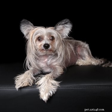 All About the Chinese Crested Dog: Breed Traits, Care, & Health