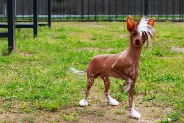 All About the Chinese Crested Dog: Breed Traits, Care, & Health