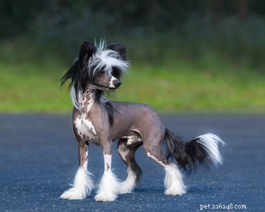 All About the Chinese Crested Dog: Breed Traits, Care, & Health