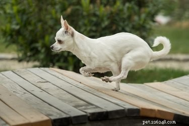 Chihuahua Dog Breed: Facts, Traits & Family Companion Guide