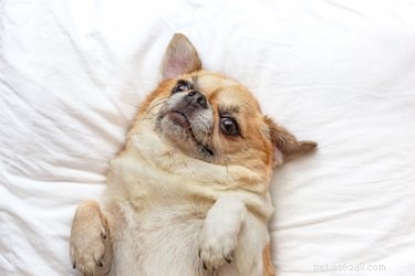 Chihuahua Dog Breed: Facts, Traits & Family Companion Guide