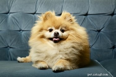 Low-Maintenance Dog Breeds for Busy Owners