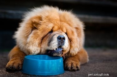 Low-Maintenance Dog Breeds for Busy Owners