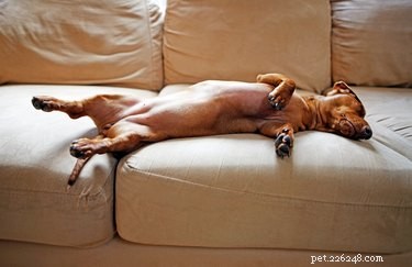 Low-Maintenance Dog Breeds for Busy Owners