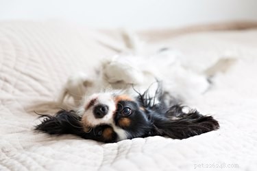 Low-Maintenance Dog Breeds for Busy Owners