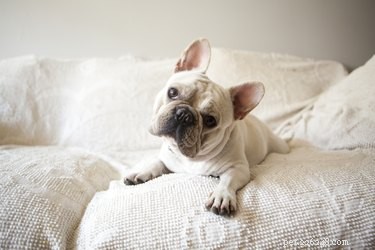 Low-Maintenance Dog Breeds for Busy Owners