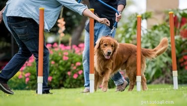 Low-Maintenance Dog Breeds for Busy Owners