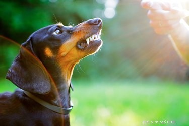 Low-Maintenance Dog Breeds for Busy Owners