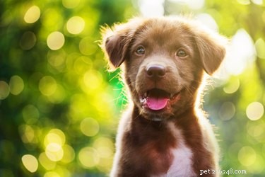 Low-Maintenance Dog Breeds for Busy Owners
