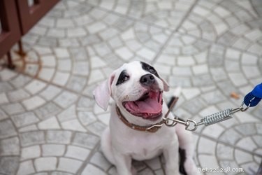 33 Facts Every Pit Bull Enthusiast Should Know