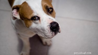 33 Facts Every Pit Bull Enthusiast Should Know