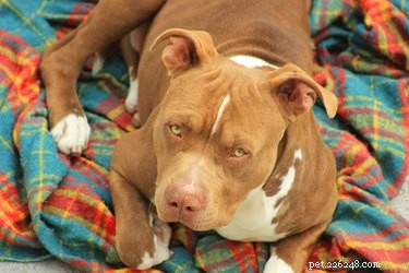 33 Facts Every Pit Bull Enthusiast Should Know