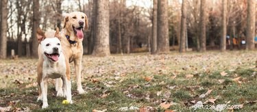 33 Facts Every Pit Bull Enthusiast Should Know