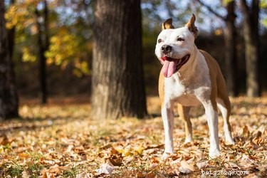 33 Facts Every Pit Bull Enthusiast Should Know