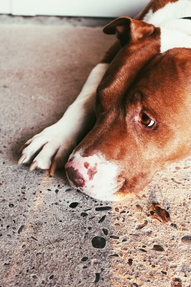 33 Facts Every Pit Bull Enthusiast Should Know