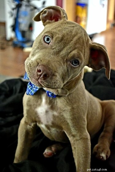 33 Facts Every Pit Bull Enthusiast Should Know