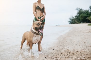 33 Facts Every Pit Bull Enthusiast Should Know
