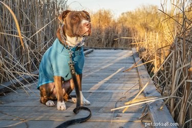 33 Facts Every Pit Bull Enthusiast Should Know