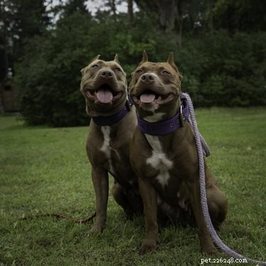 33 Facts Every Pit Bull Enthusiast Should Know