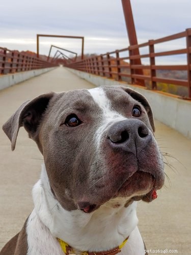 33 Facts Every Pit Bull Enthusiast Should Know