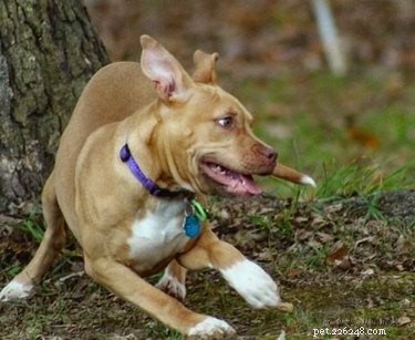 33 Facts Every Pit Bull Enthusiast Should Know
