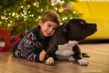 33 Facts Every Pit Bull Enthusiast Should Know