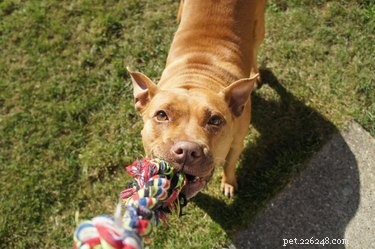 33 Facts Every Pit Bull Enthusiast Should Know