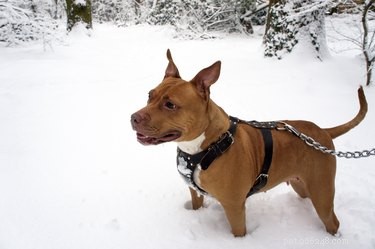 33 Facts Every Pit Bull Enthusiast Should Know