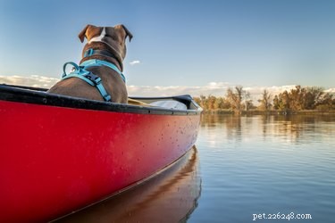 33 Facts Every Pit Bull Enthusiast Should Know