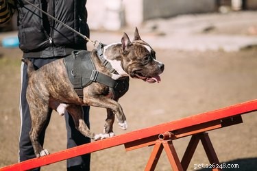 33 Facts Every Pit Bull Enthusiast Should Know