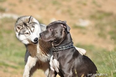 33 Facts Every Pit Bull Enthusiast Should Know