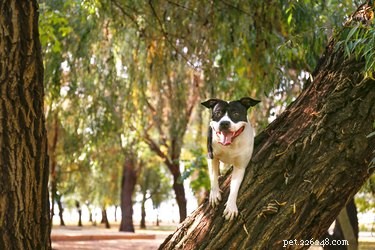 33 Facts Every Pit Bull Enthusiast Should Know