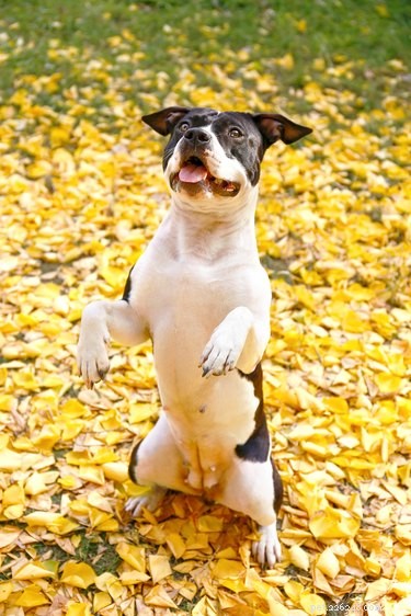 33 Facts Every Pit Bull Enthusiast Should Know