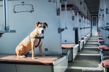 33 Facts Every Pit Bull Enthusiast Should Know