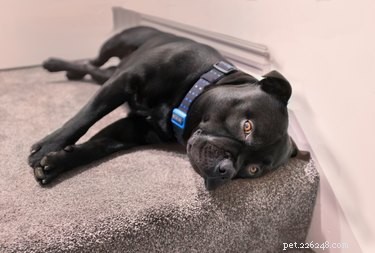 33 Facts Every Pit Bull Enthusiast Should Know