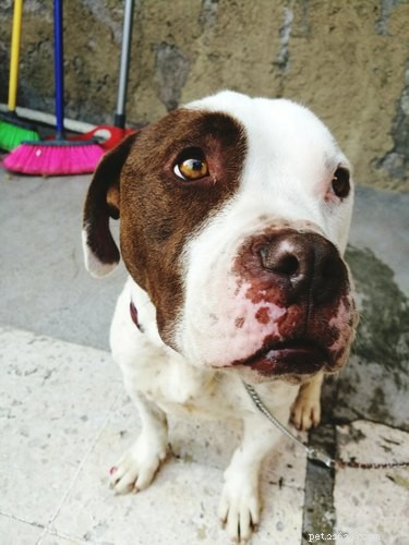 33 Facts Every Pit Bull Enthusiast Should Know