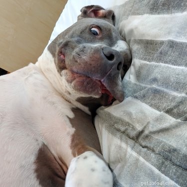 33 Facts Every Pit Bull Enthusiast Should Know