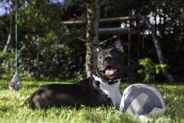 33 Facts Every Pit Bull Enthusiast Should Know
