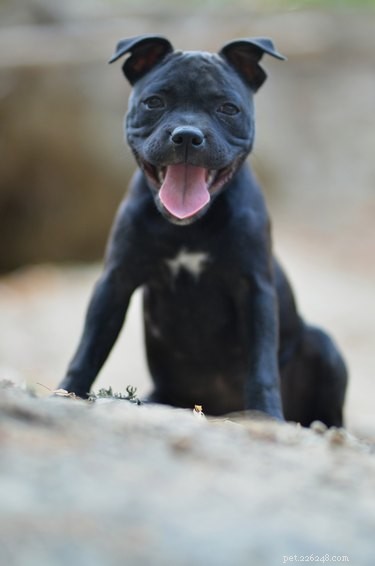 33 Facts Every Pit Bull Enthusiast Should Know