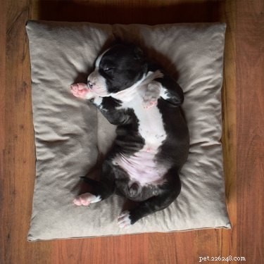 33 Facts Every Pit Bull Enthusiast Should Know