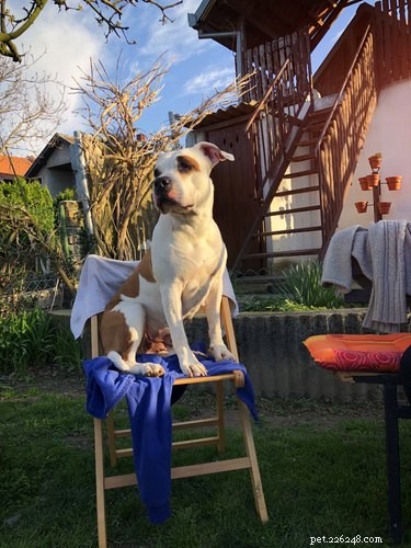 33 Facts Every Pit Bull Enthusiast Should Know