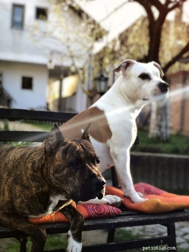 33 Facts Every Pit Bull Enthusiast Should Know