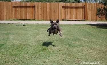33 Facts Every Pit Bull Enthusiast Should Know