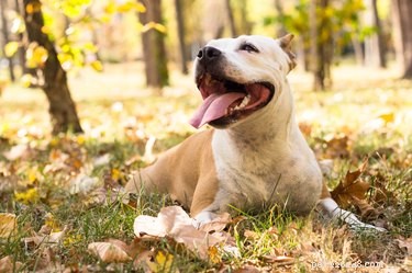 33 Facts Every Pit Bull Enthusiast Should Know