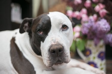 33 Facts Every Pit Bull Enthusiast Should Know