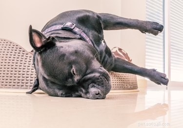 33 Facts Every Pit Bull Enthusiast Should Know