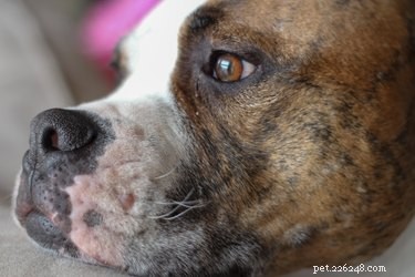 33 Facts Every Pit Bull Enthusiast Should Know