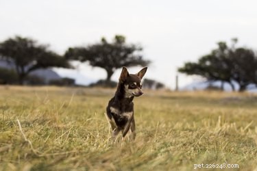 Do Certain Dog Breeds Have a Higher Aggression Risk? Understanding the Truth