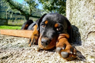 Do Certain Dog Breeds Have a Higher Aggression Risk? Understanding the Truth